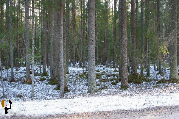 Selgise maastik